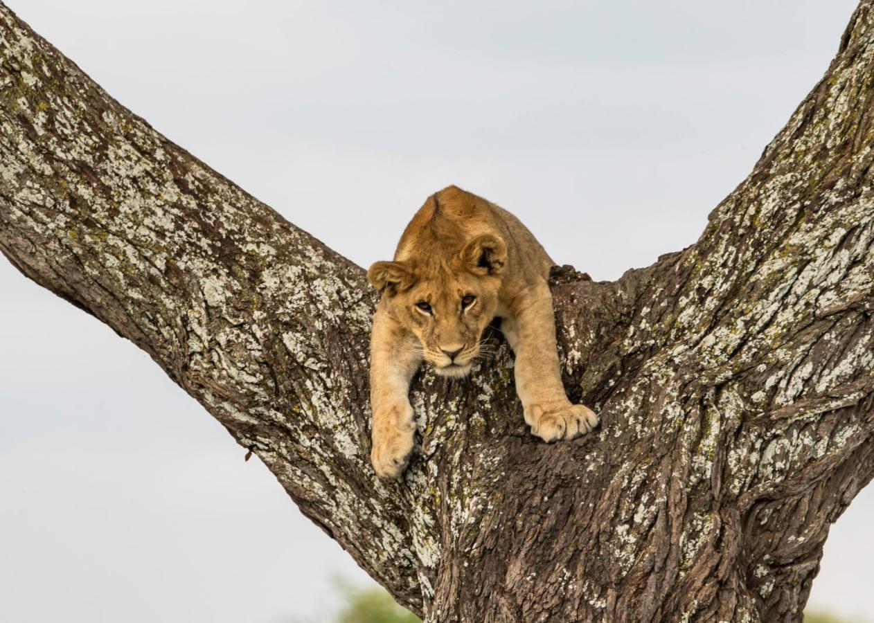 Ngorongoro Lodge Member Of Melia Collection - The Leading Hotels Of The World Εξωτερικό φωτογραφία
