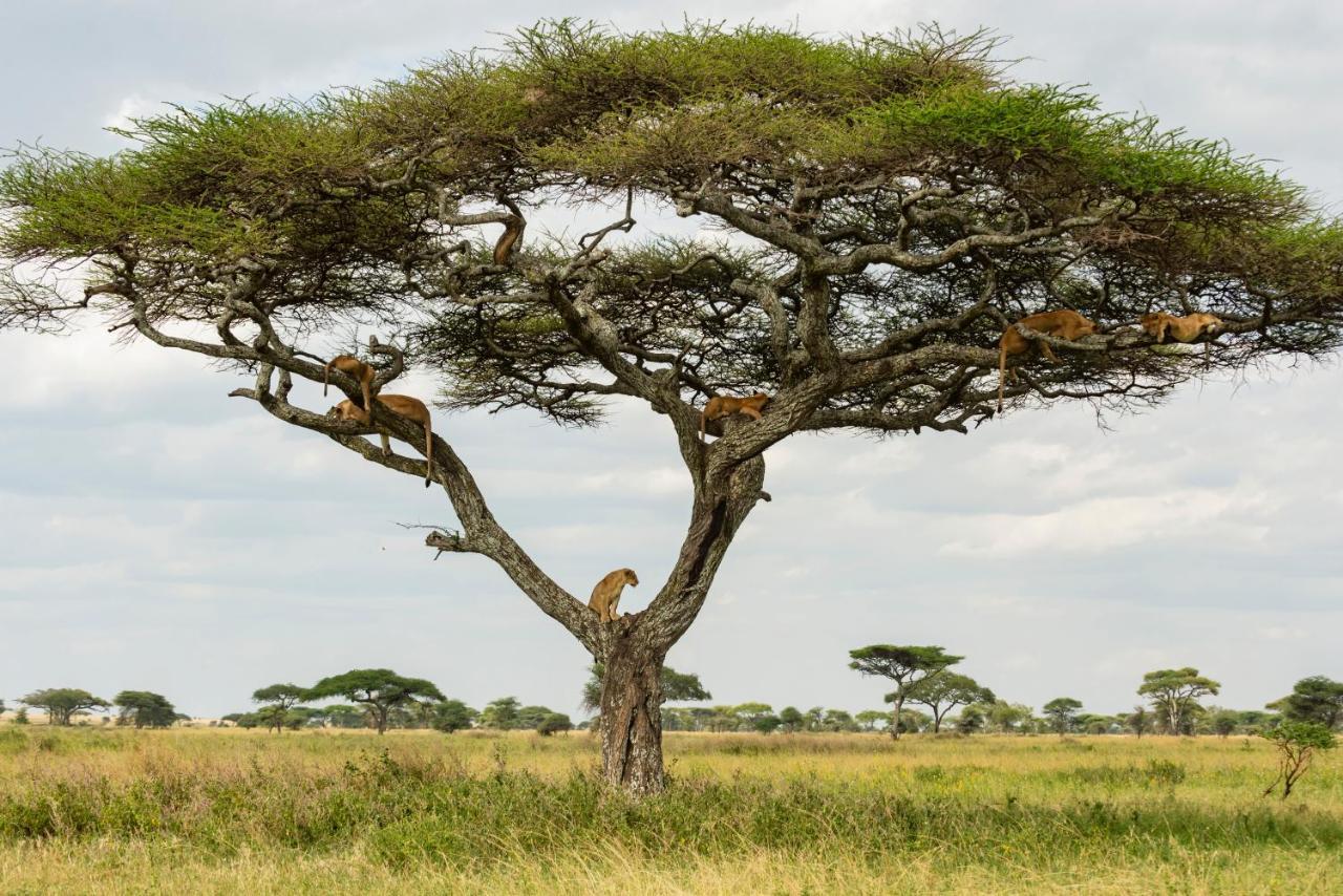 Ngorongoro Lodge Member Of Melia Collection - The Leading Hotels Of The World Εξωτερικό φωτογραφία