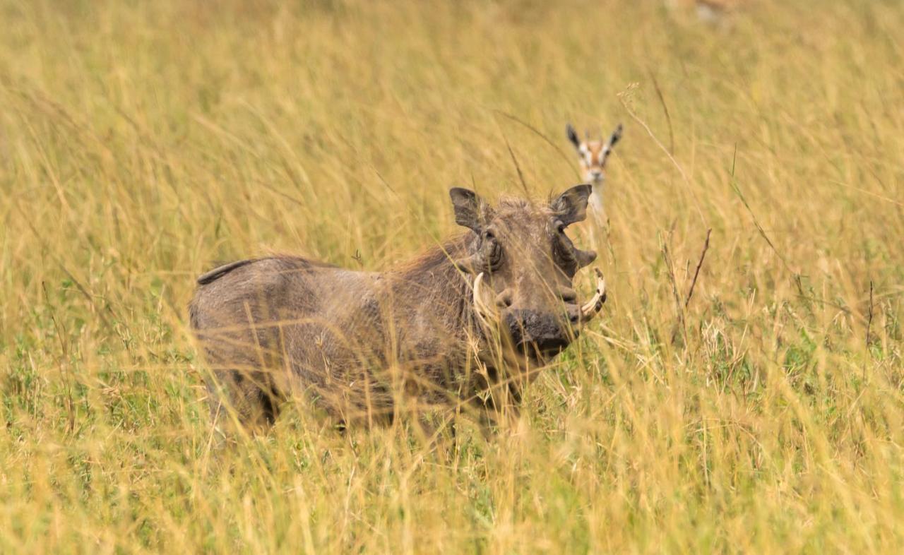Ngorongoro Lodge Member Of Melia Collection - The Leading Hotels Of The World Εξωτερικό φωτογραφία