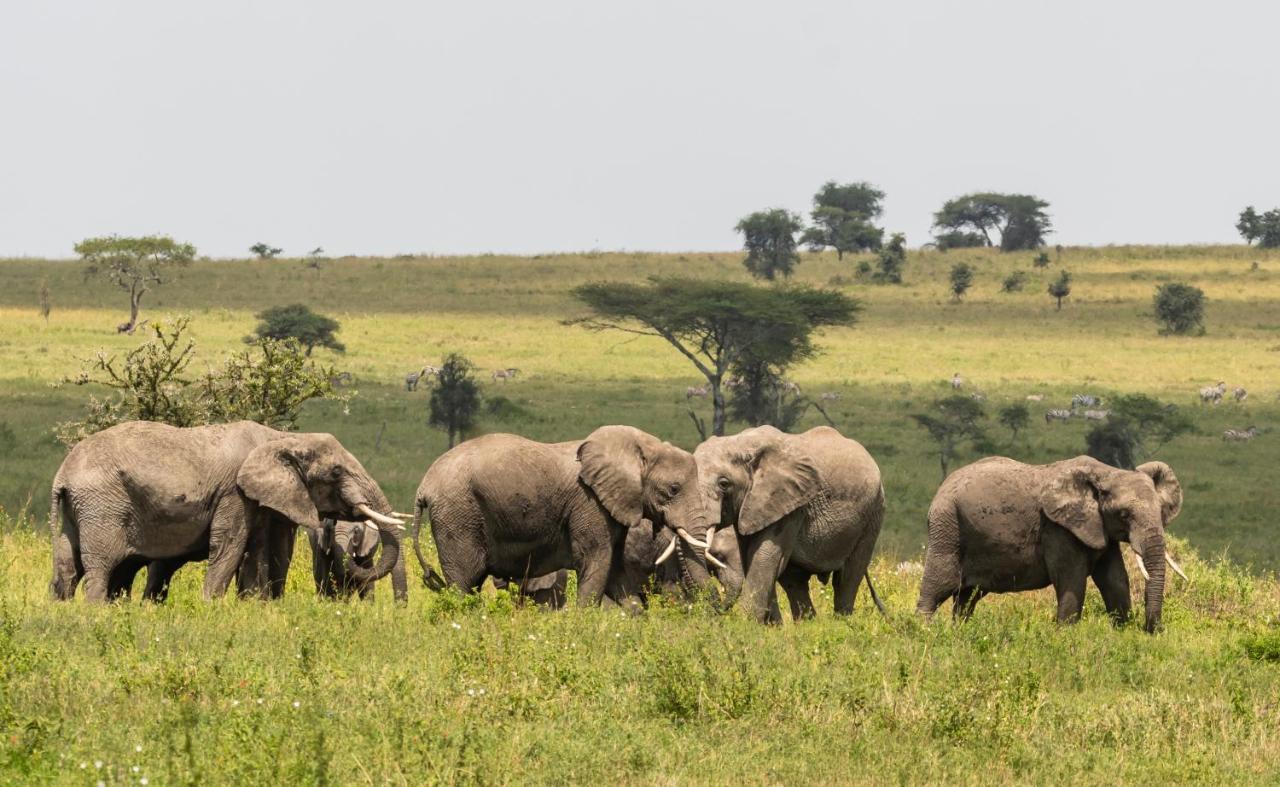 Ngorongoro Lodge Member Of Melia Collection - The Leading Hotels Of The World Εξωτερικό φωτογραφία
