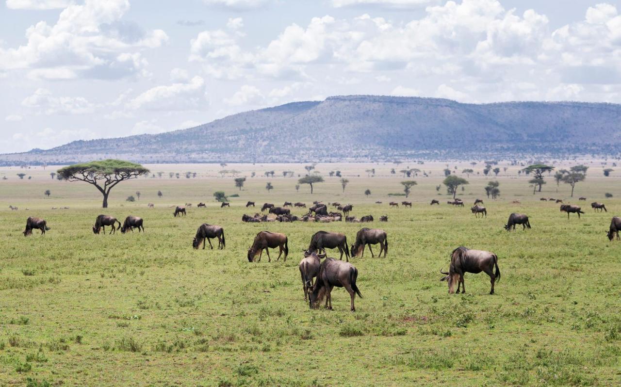 Ngorongoro Lodge Member Of Melia Collection - The Leading Hotels Of The World Εξωτερικό φωτογραφία
