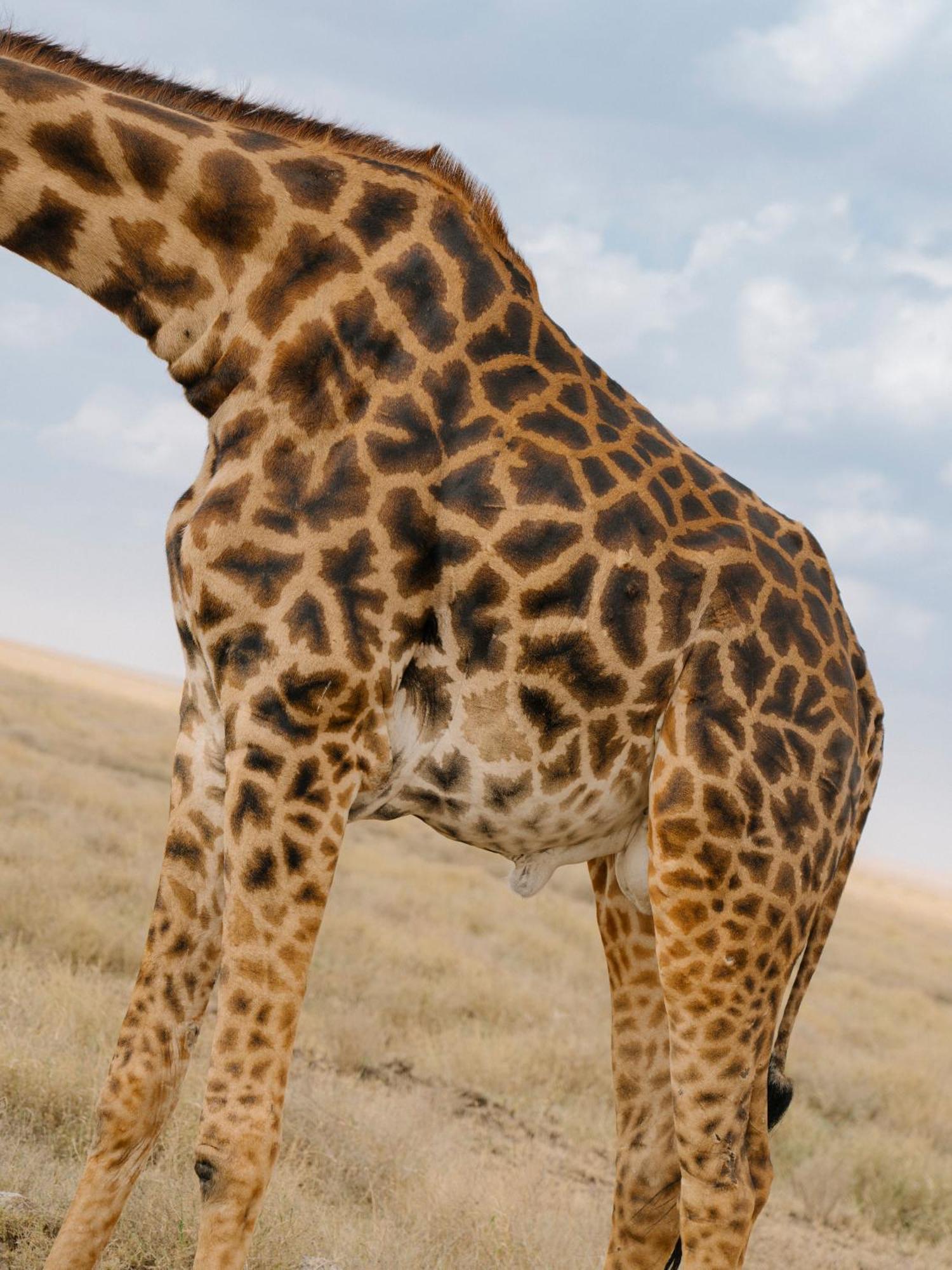 Ngorongoro Lodge Member Of Melia Collection - The Leading Hotels Of The World Εξωτερικό φωτογραφία