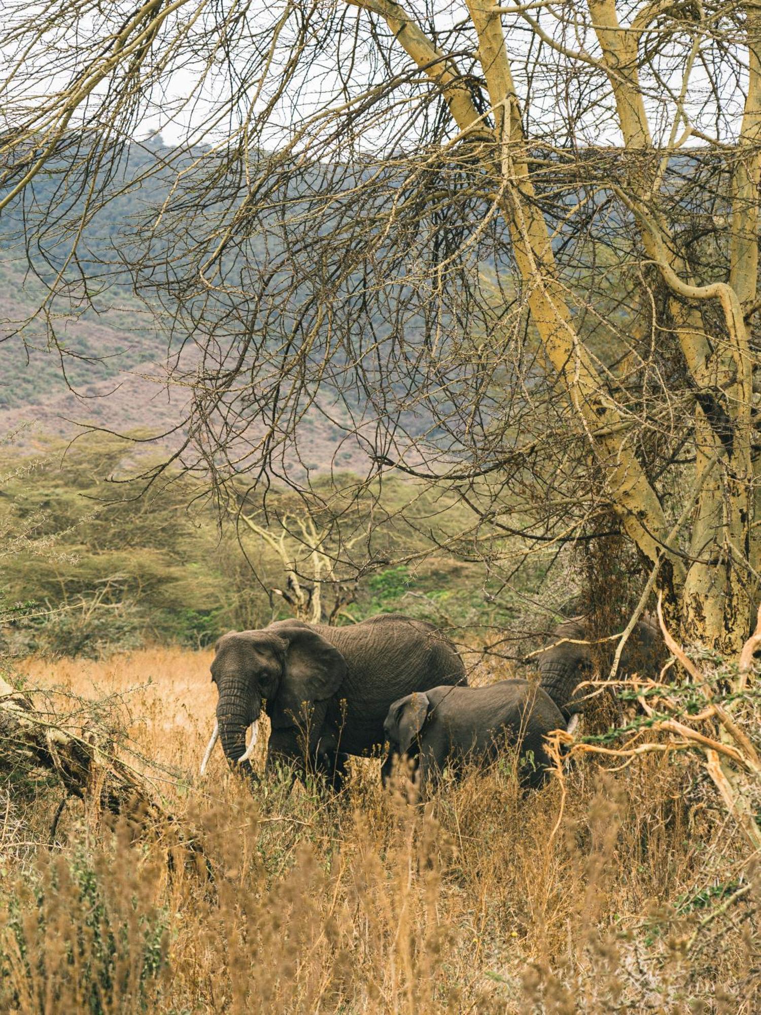 Ngorongoro Lodge Member Of Melia Collection - The Leading Hotels Of The World Εξωτερικό φωτογραφία