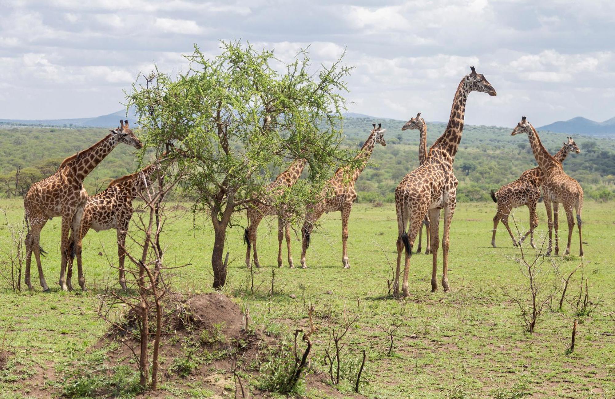 Ngorongoro Lodge Member Of Melia Collection - The Leading Hotels Of The World Εξωτερικό φωτογραφία